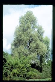 Attēlu rezultāti vaicājumam “Salix alba var. vitellina”