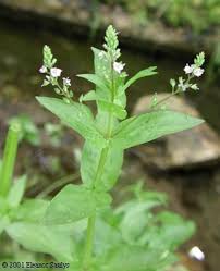 Attēlu rezultāti vaicājumam “Veronica anagallis-aquatica fruit”