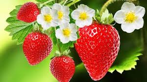 Attēlu rezultāti vaicājumam “Fragaria x ananassa flower”
