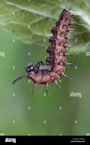 Attēlu rezultāti vaicājumam “Argynnis paphia larva”