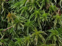 Attēlu rezultāti vaicājumam “Sphagnum angustifolium”