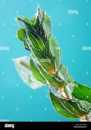 Attēlu rezultāti vaicājumam “Potamogeton perfoliatus leaf”