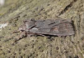 Attēlu rezultāti vaicājumam “Lithophane furcifera”