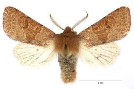 Attēlu rezultāti vaicājumam “Orthosia miniosa larva”