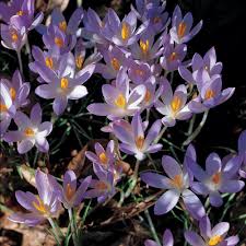 Attēlu rezultāti vaicājumam “Crocus tommasinianus”