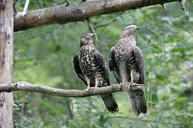 Image result for Pernis apivorus