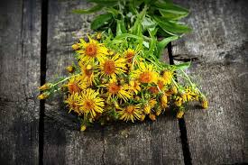 Image result for Inula helenium