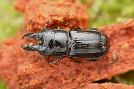 Attēlu rezultāti vaicājumam “Ceruchus chrysomelinus”