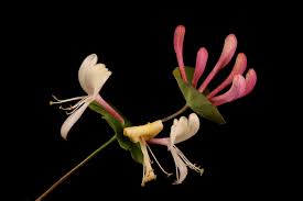 Attēlu rezultāti vaicājumam “Lonicera caprifolium”