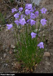 Attēlu rezultāti vaicājumam “Campanula rotundifolia”