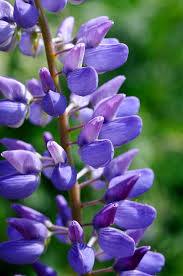 Attēlu rezultāti vaicājumam “Lupinus polyphyllus flower”
