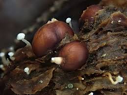 Attēlu rezultāti vaicājumam “Collybia tuberosa”