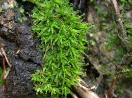 Attēlu rezultāti vaicājumam “Dicranales”