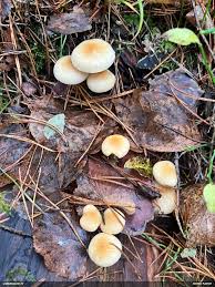 Attēlu rezultāti vaicājumam “Fuligo licentii”