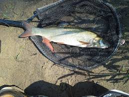 Image result for Chondrostoma nasus