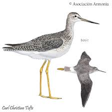 Image result for Tringa melanoleuca