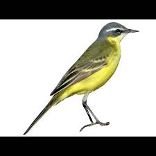 Attēlu rezultāti vaicājumam “Motacilla citreola male”