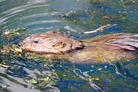 Attēlu rezultāti vaicājumam “Ondatra zibethicus”