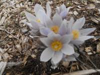 Attēlu rezultāti vaicājumam “Pulsatilla patens”