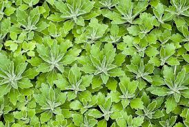 Attēlu rezultāti vaicājumam “Chenopodium album leaf”