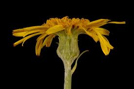 Attēlu rezultāti vaicājumam “Scorzonera humilis leaf”