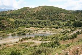 Attēlu rezultāti vaicājumam “Oxyrrhynchium hians var. rigidum”