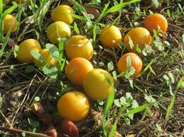 Attēlu rezultāti vaicājumam “Prunus cerasifera fruit”