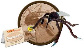 Attēlu rezultāti vaicājumam “Culex pipiens”