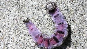 Attēlu rezultāti vaicājumam “Mellicta athalia underside”