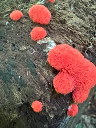 Attēlu rezultāti vaicājumam “Metatrichia sp.”