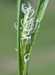 Attēlu rezultāti vaicājumam “Carex hirta female flower”