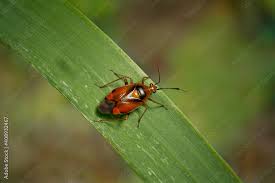 Attēlu rezultāti vaicājumam “Deraeocoris ruber”