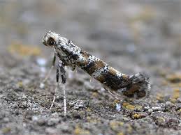 Attēlu rezultāti vaicājumam “Gracillaria syringella larva”