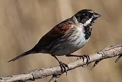 Attēlu rezultāti vaicājumam “Emberiza schoeniclus male”