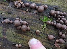 Attēlu rezultāti vaicājumam “Lycogala fuscoolearium macro”