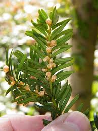 Attēlu rezultāti vaicājumam “Taxus baccata male flower”