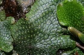 Attēlu rezultāti vaicājumam “Conocephalum salebrosum”