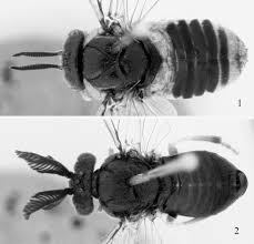 Attēlu rezultāti vaicājumam “Diprion pini female”