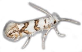 Attēlu rezultāti vaicājumam “Phyllonorycter platanoidella”