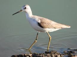 Attēlu rezultāti vaicājumam “Tringa stagnatilis adult”