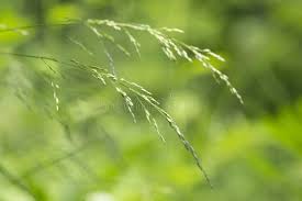 Attēlu rezultāti vaicājumam “Poa nemoralis”