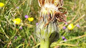 Attēlu rezultāti vaicājumam “Hypochaeris maculata”