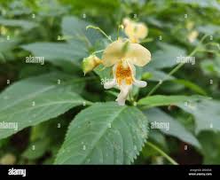 Attēlu rezultāti vaicājumam “Impatiens parviflora flower”