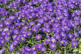 Image result for Aster amellus