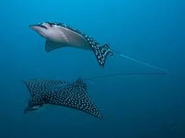 Image result for Styracura pacifica