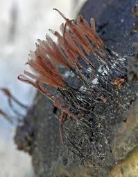 Attēlu rezultāti vaicājumam “Stemonitis marjana macro”