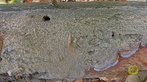 Attēlu rezultāti vaicājumam “Mycoacia fuscoatra”