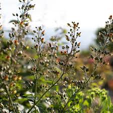 Attēlu rezultāti vaicājumam “Scrophularia nodosa leaf”