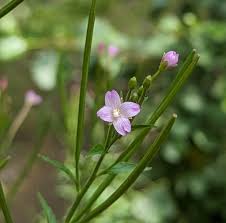 Attēlu rezultāti vaicājumam “Epilobium parviflorum”