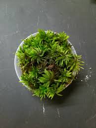 Attēlu rezultāti vaicājumam “Climacium dendroides sporophyte”